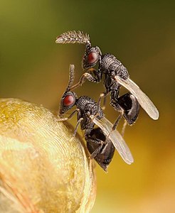 Mating seed chalcids (Eurytomidae, Chalcidoidea)