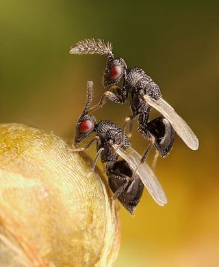 <span class="mw-page-title-main">Eurytomidae</span> Family of wasps