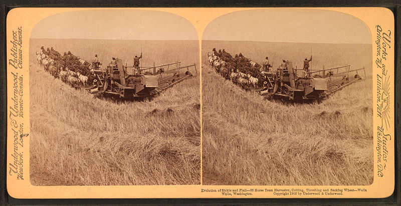 File:Evolution of sickle and flail, 33 horse team harvester, cutting, threshing and sacking wheat, Walla Walla, Washington, from Robert N. Dennis collection of stereoscopic views 4.jpg