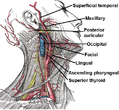 External carotid artery branches
