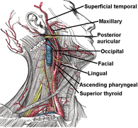External carotid artery.png
