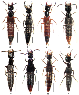 Самцы a) Belonuchus aenigmaticus (паратип), b) B. nigerrimus, c) B. optatus, d) B. platypterus, e) B. juanmorronei, f) B. abnormalis, g) B. pectinipes (паралектотип), h) B. viridipennis. Длина отрезка 2,5 мм.