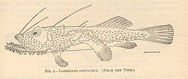 Lophiodes mutilus