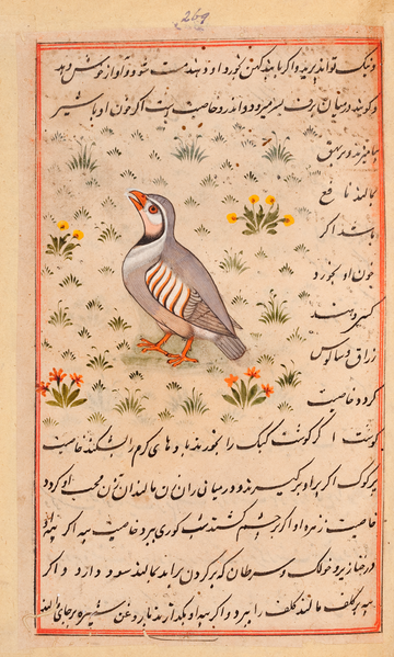 File:FarahChukar.png