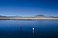 Fauna y flora en Laguna Colorada.jpg