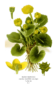 Caltha palustris