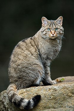 Europinė miškinė katė (Felis silvestris silvestris)