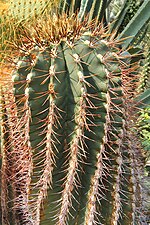 Miniatura para Ferocactus echidne