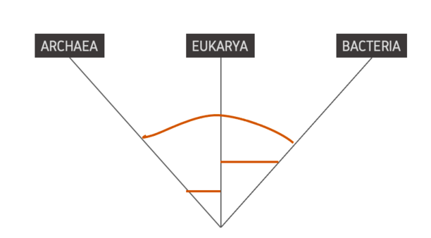 Filogenética Molecular