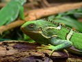 Fiji Crested Iguana444.jpg