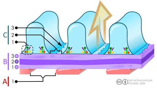 filtration membrane