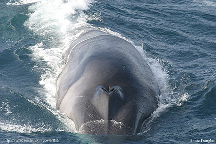 A frontal view of a fin whale, showing asymmetrical colouration