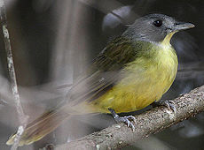 Flickr - Rainbirder - Grey-headed Bristlebill (Bleda canicapilla) (1) (cropped).jpg