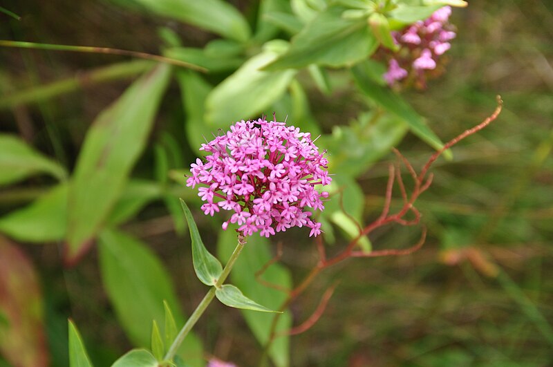 File:Flowers in Seaton Valley Countryside Park (9949).jpg