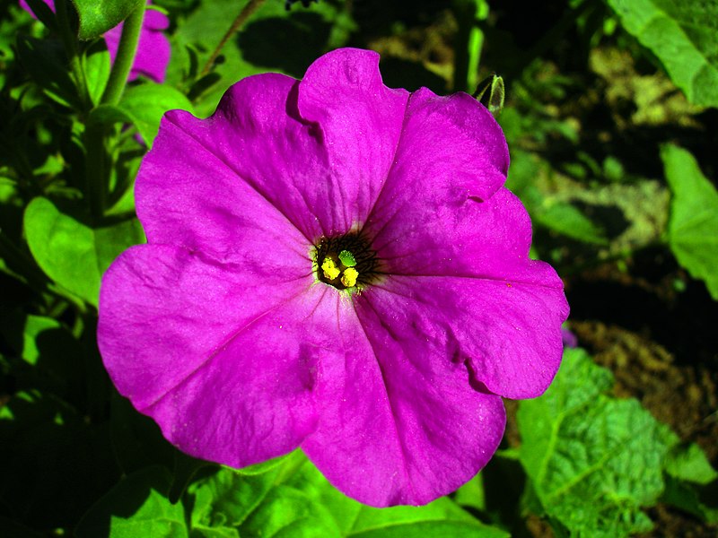 File:Flowers of Iran گلهای ایران 24.jpg