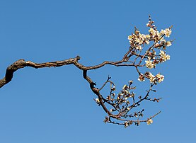 Rameau d'un abricotier du Japon en fleurs. (définition réelle 4 196 × 3 064)