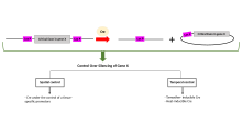 please note that in this example only gene silencing is shown. The same logic applies for knock in of genes.