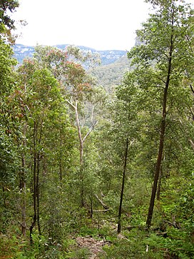 Forest View in Blue Mountains (1789372336).jpg