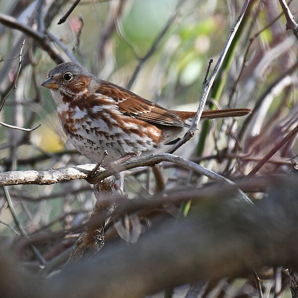 File:Fox sparrow blandair 12.4.21 DSC 1910.jpg