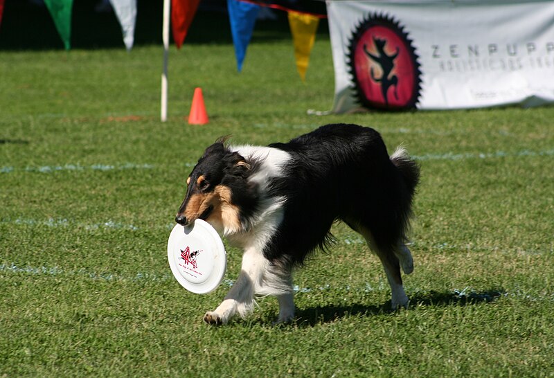 File:Frisbee dog.jpg