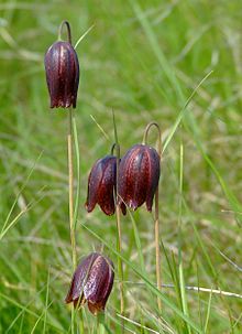 Fritillaria meleagroides AR 3.JPG