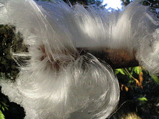 Hair ice type of ice that forms on dead wood and takes the shape of fine, silky hair