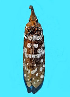 <i>Pyrops maculatus</i> Species of true bug