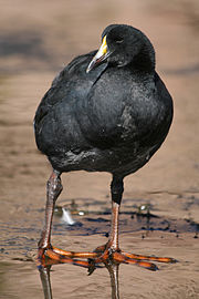 Foulque géante (Fulica gigantea). Avec une longueur totale de 48 à 64 cm[9], c'est un des plus grands membres des Rallidae, et les adultes sont incapables de voler[10]. Le mâle adulte pèse en moyenne 2,7 kg[11].