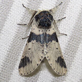 <i>Furcula modesta</i> Species of moth