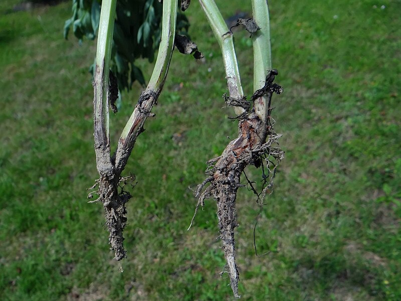 File:Fusarium sp (4).jpg