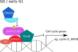 Mammalian DREAM complex in G0 and early G1 G0 and early G1 DREAM complex.png