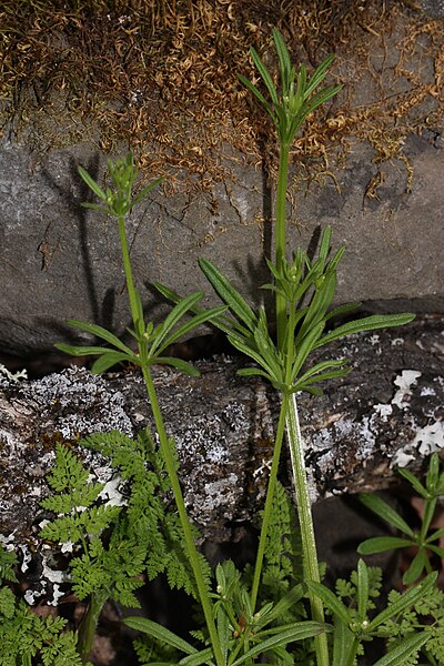 File:Galium aparine 3796.JPG