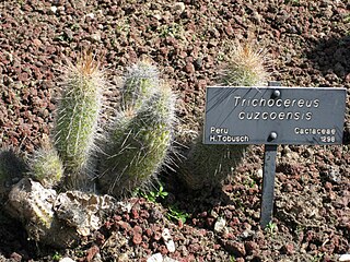 <i>Echinopsis cuzcoensis</i> Species of cactus
