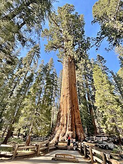 <span class="mw-page-title-main">Sequoia National Park</span> National park in the Sierra Nevada mountains, California, U.S.