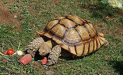 African spurred tortoise from the Oakland Zoo