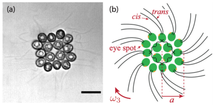 Geometry and locomotion of Gonium pectorale
(a) Sixteen-cell colony. Each cell has two flagella, 30-40 mm long. Scale bar is 10 mm.
(b) Schematic of a colony of radius a: sixteen cells (green) each with one eye spot (orange dot). The cis flagellum is closest to the eye spot, the trans flagellum is furthest. Flagella of the central cells beat in an opposing breaststroke, while the peripheral flagella beat in parallel. The pinwheel organization of the peripheral flagella leads to a left-handed body rotation at a rate o3. Geometry and locomotion of Gonium pectorale 2.png