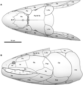 Diagram reconstructing the skull of Hyneria udlezinye from dismantled fossils.