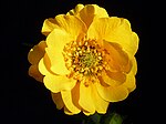 Geum chiloense 'Lady Straheden' J1.JPG