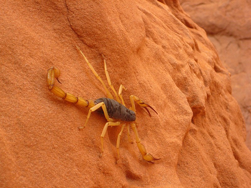 File:Giant Desert Hairy Scorpion (9403003820).jpg