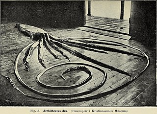 #81 (?/2/1912) Giant squid found in shallow water in Veiholmen, Smøla, Norway, in February 1912 (Brinkmann, 1916:181, fig. 3)