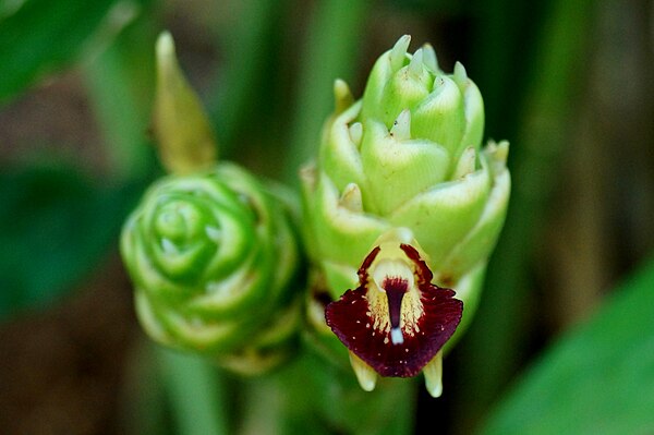 Image: Ginger inflorescence