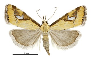 <i>Glaucocharis lepidella</i> Species of moth