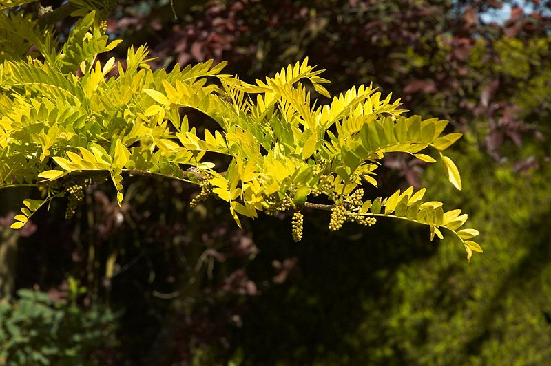 File:Gleditsia sunburst B.jpg