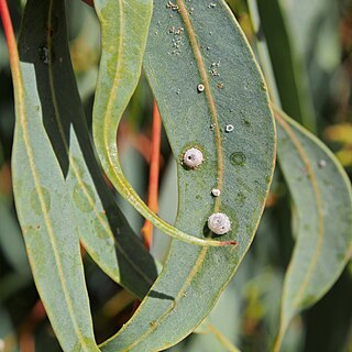 <i>Glycaspis</i> Genus of true bugs