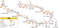 糖酵解的缩略图