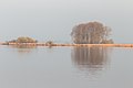 De eerste zonnestralen in de morgen verdrijven de nevel. en schijnen op de bomen en het riet.