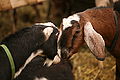 Goats head to head.jpg