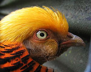 Golden Pheasant (Chrysolophus pictus)