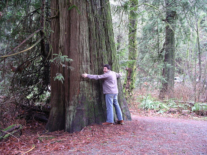 File:Goldstream-Treehugger.jpg