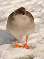 Goose rection to cold